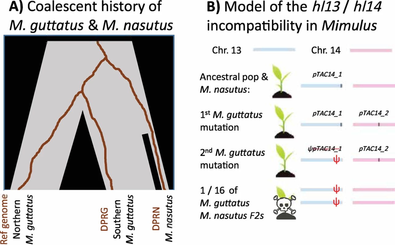 The history of the <i>M</i>. <i>guttatus</i>–<i>M</i>. <i>nasutus</i> species pair, and the evolution of the <i>hl13</i>/<i>hl14</i> incompatibility.