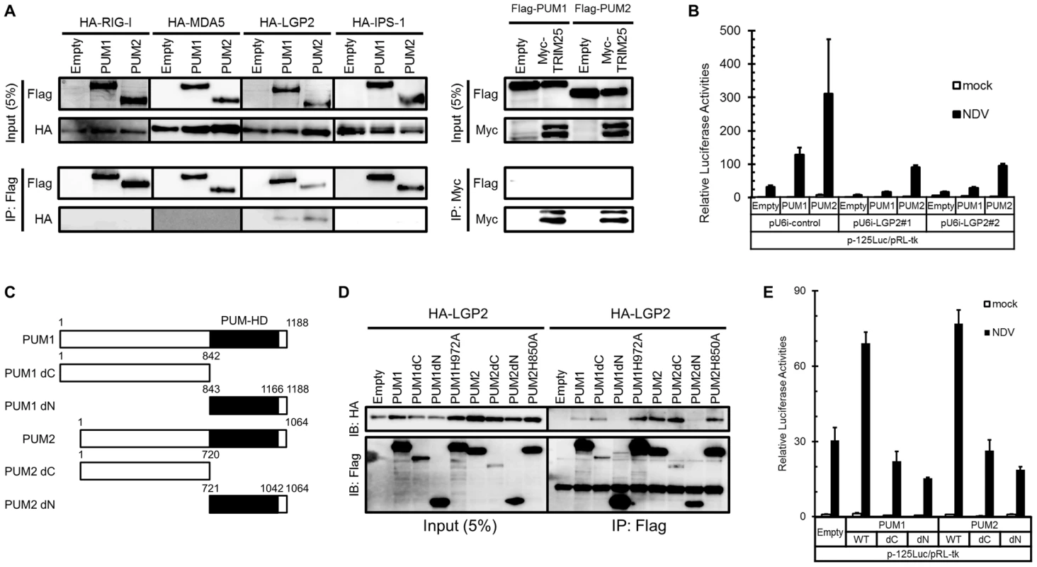 Physical association of PUM1 and PUM2 with LGP2 and involvement of N- and C-terminal domains of PUM1 and PUM2 in IFN induction.