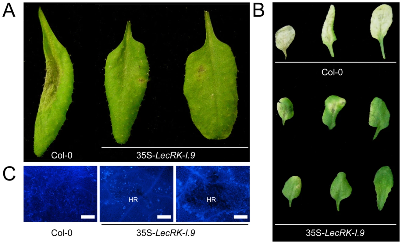 <i>LecRK-I.9</i> overexpression in Arabidopsis results in enhanced resistance to <i>P. brassicae</i>.