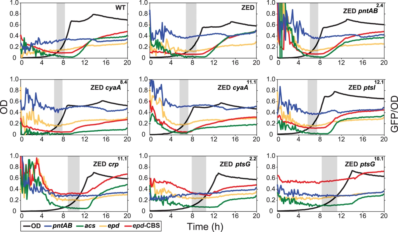 Effects of adaptive mutations on growth profiles and transcriptional activity.