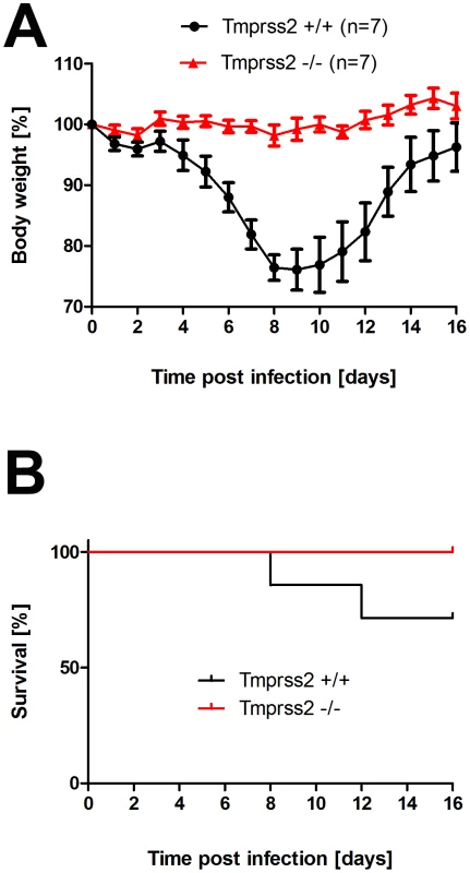 <i>Tmprss2</i> knock-out mice show reduced body weight loss and mortality after infection with low dose H3N2 influenza A virus infections.