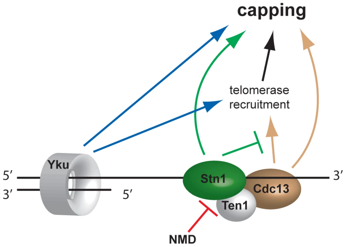 Model of telomere capping activities influenced by NMD.