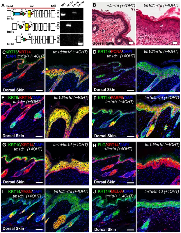 Histological and biochemical analysis of conditional <i>Krt76</i> knockout skin.