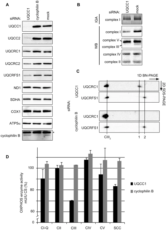 Depletion of the UQCC2 binding partner, UQCC1, affects complex III assembly.