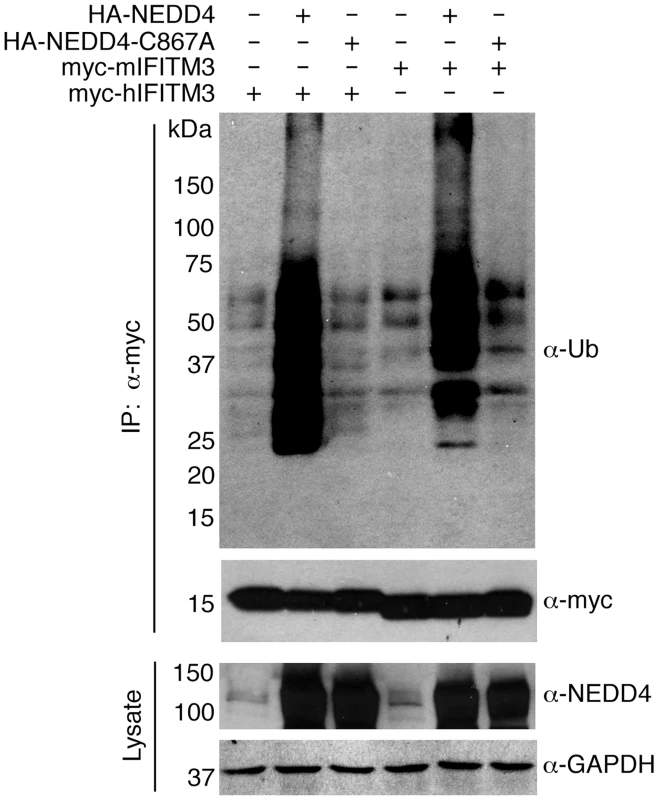 NEDD4 catalytic activity is required for IFITM3 ubiquitination.