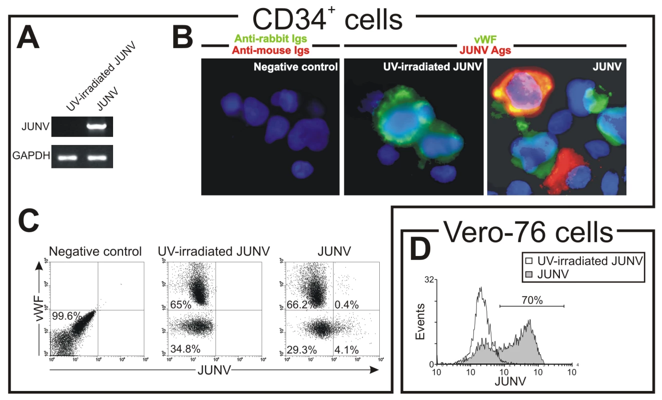 JUNV replication in CD34<sup>+</sup> cells.