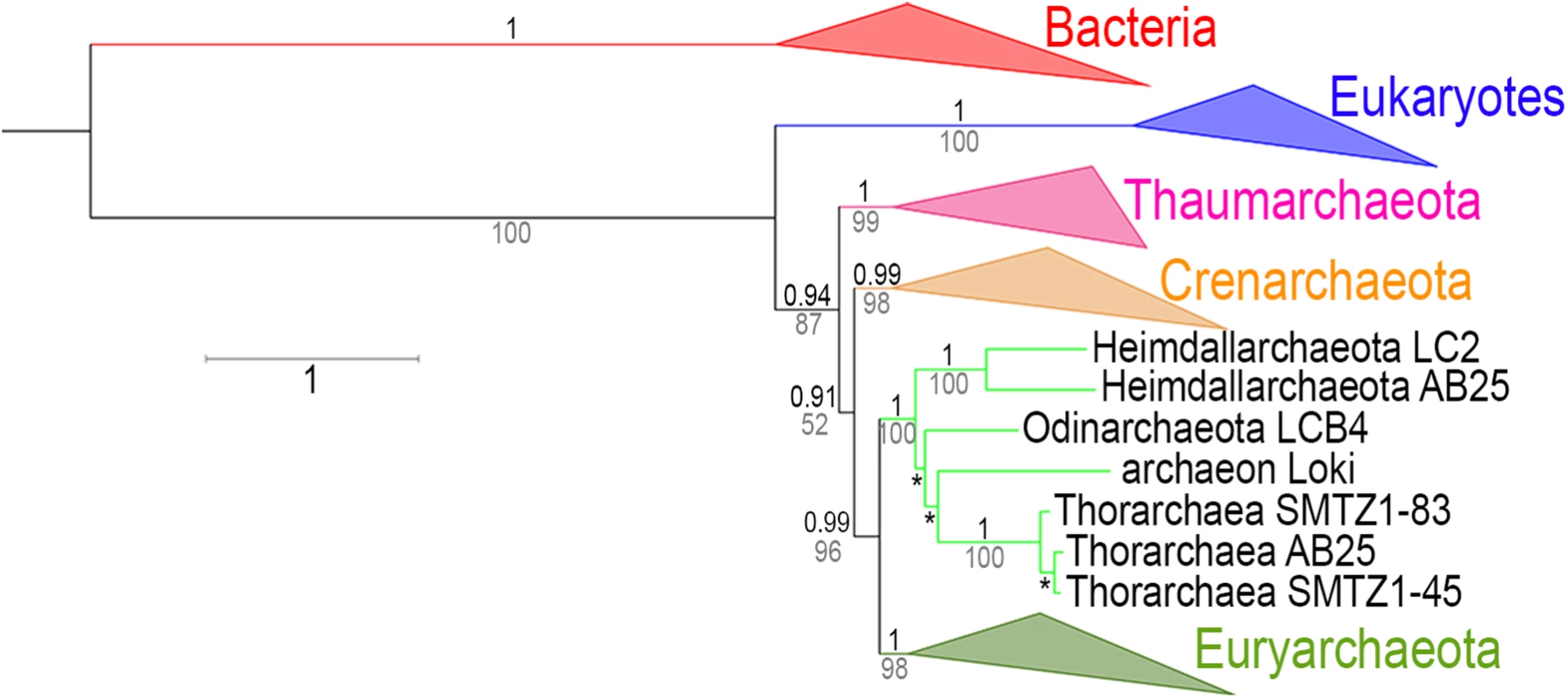 RNA polymerase phylogeny with the Asgards archaea.