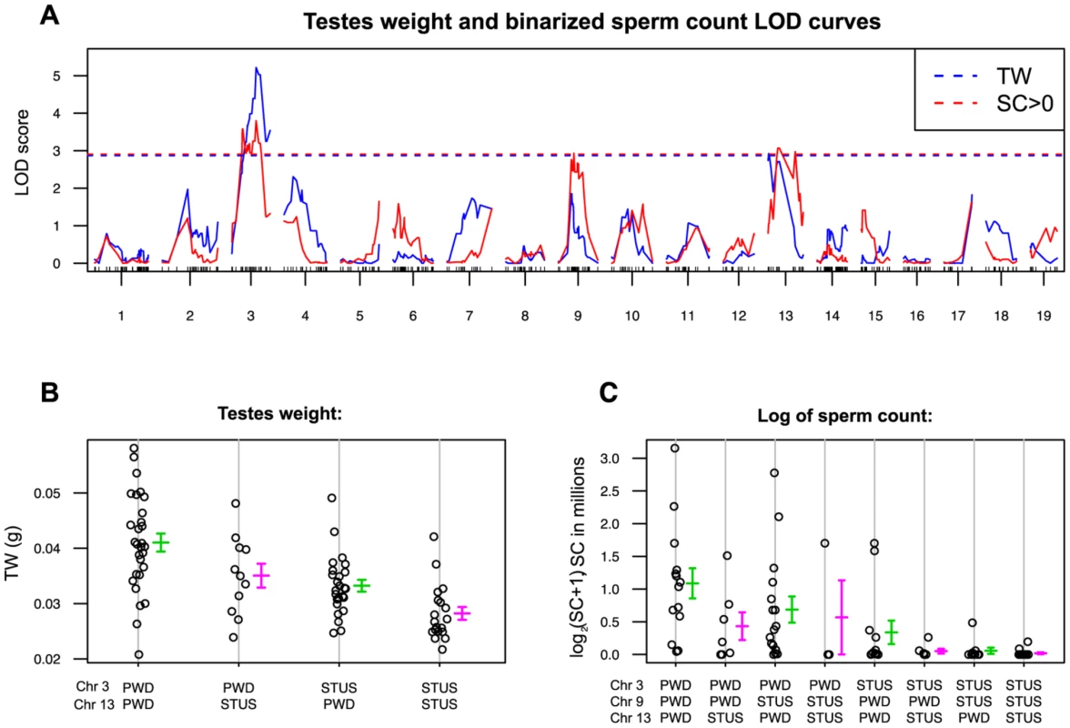 Single QTL scan for autosomal loci supporting <i>Hstx2</i> independent intrameiotic arrest of (<i>Mmd</i>×<i>Mmm</i>)F1 intersubspecific hybrids.