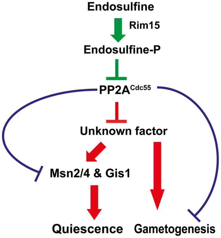 Regulation of entry into gametogenesis and quiescence by the Rim15-Endosulfine-PP2A<sup>Cdc55</sup> signalling module.