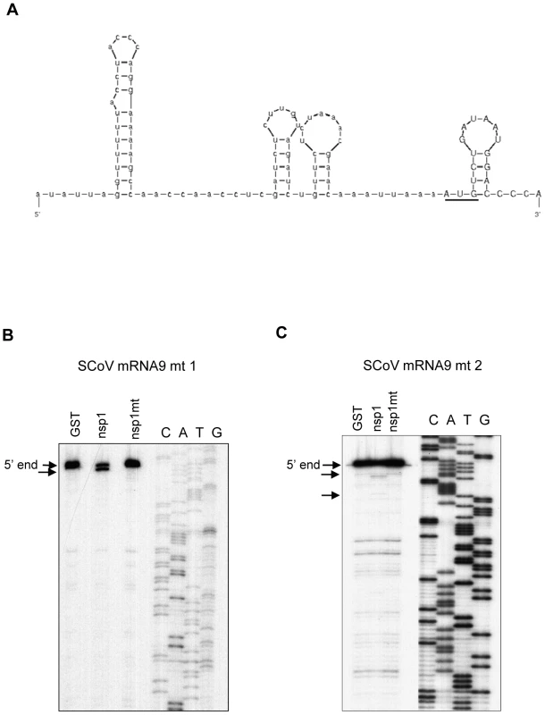 Susceptibilities of SCoV mRNA 9 mutants to nsp1-induced RNA modification.