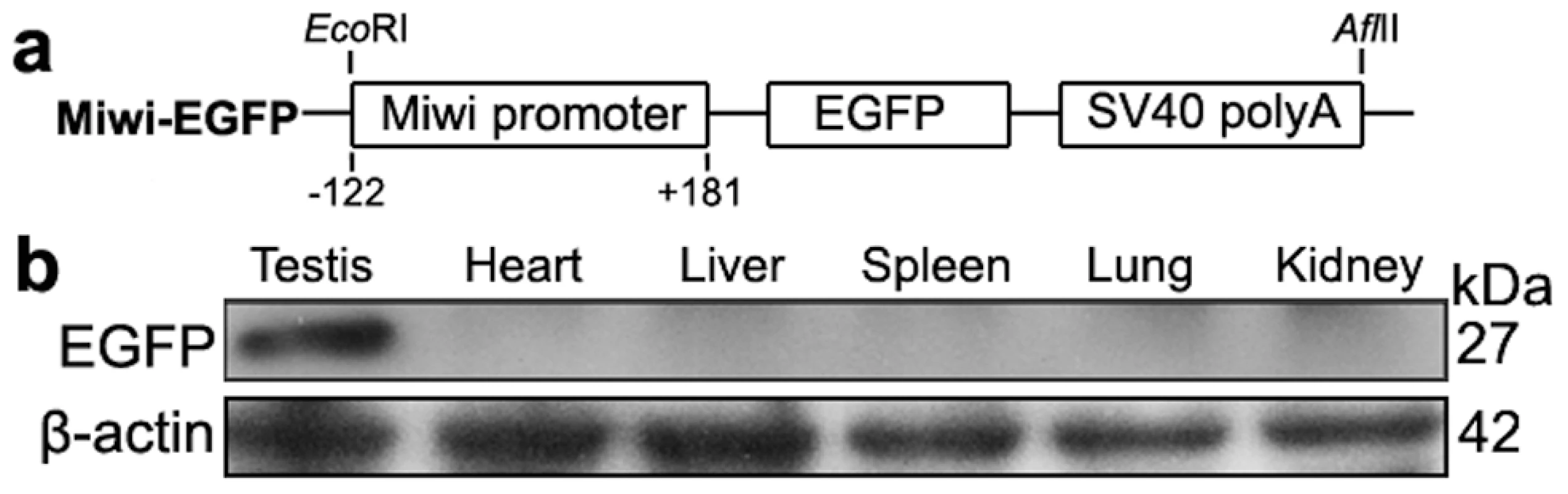 <i>Miwi</i>-<i>EGFP</i> transgenic construct and expression in transgenic mice.