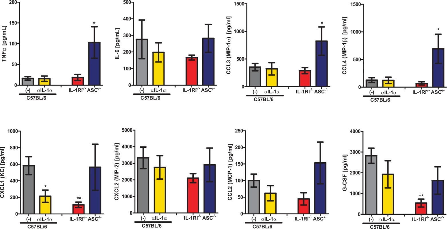 IL-1α signaling enhances expression of leukocyte recruiting chemokines.