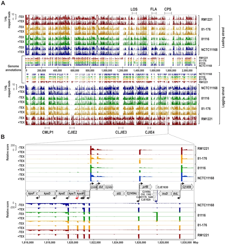 Differential RNA–seq and SuperGenome-based annotation of transcriptional start sites.
