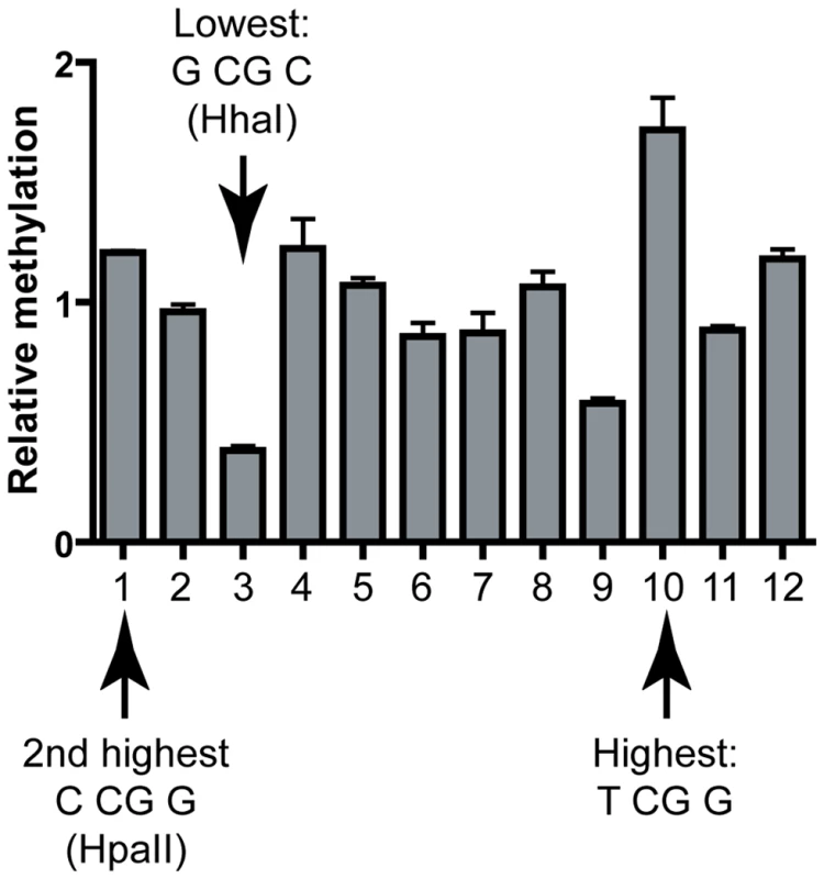 Validation of the DNMT3B sequence preference at the human <i>TIMELESS</i> CpG island.