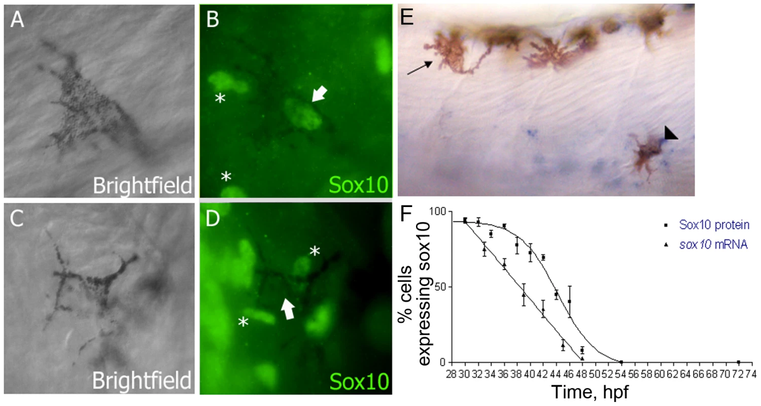 Sox10 is rapidly downregulated in differentiating melanocytes.