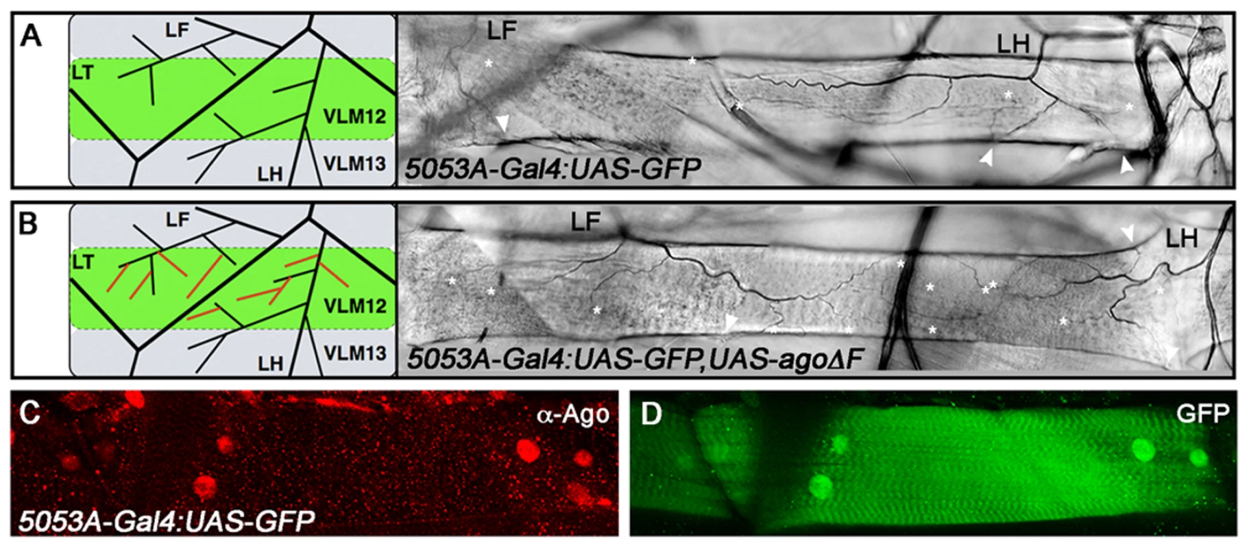 <i>ago</i> acts non-tracheal cell autonomously to regulate terminal branching.