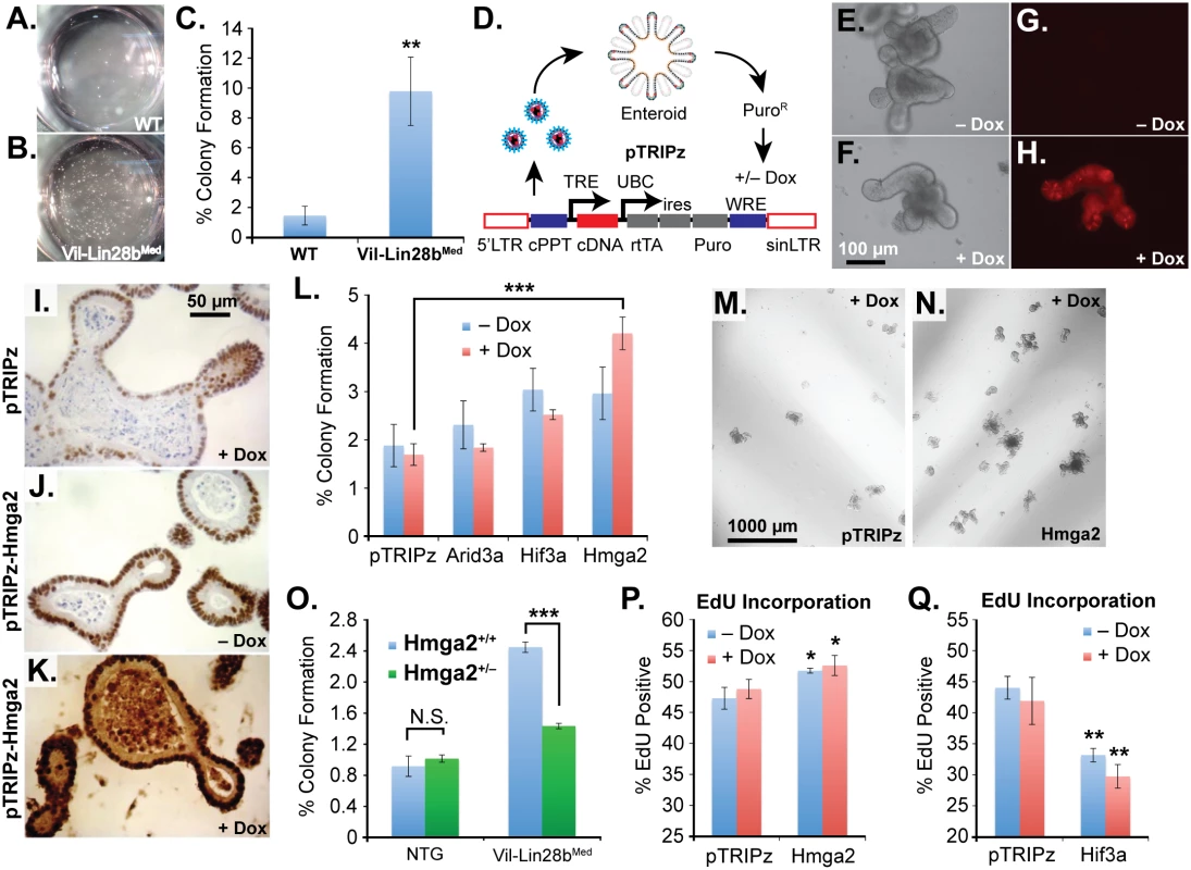 Hmga2 mediates Lin28b effects on stem cell colony formation and enteroid proliferation.