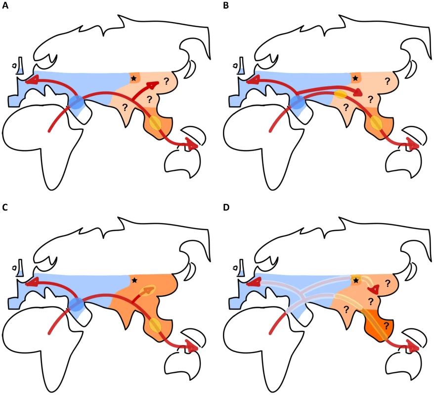 Sketches of different scenarios of human dispersal and admixture with archaic human populations during their range expansion out of Africa.