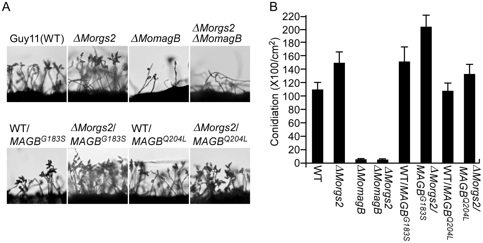 MoRgs2 regulates asexual development upstream of MoMagB.