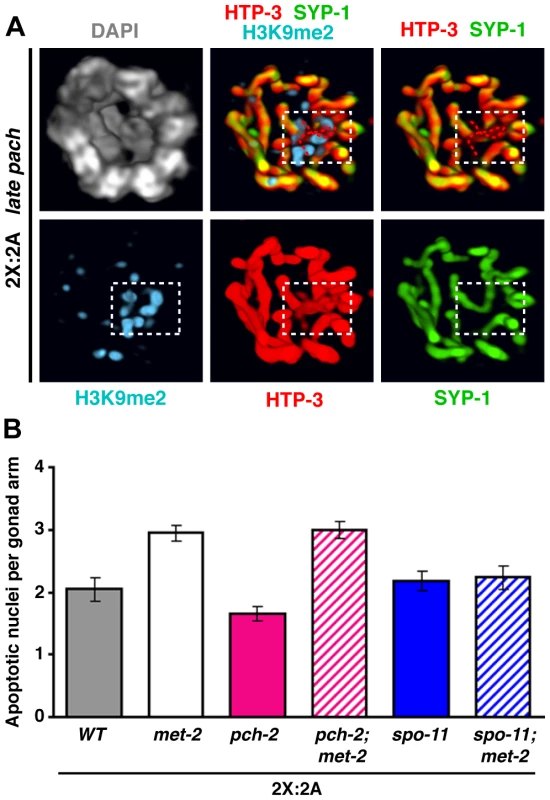 Detection of synapsis imperfections marked by H3K9me2 and elevated apoptosis upon depletion of MET-2 during normal diploid female meiosis.