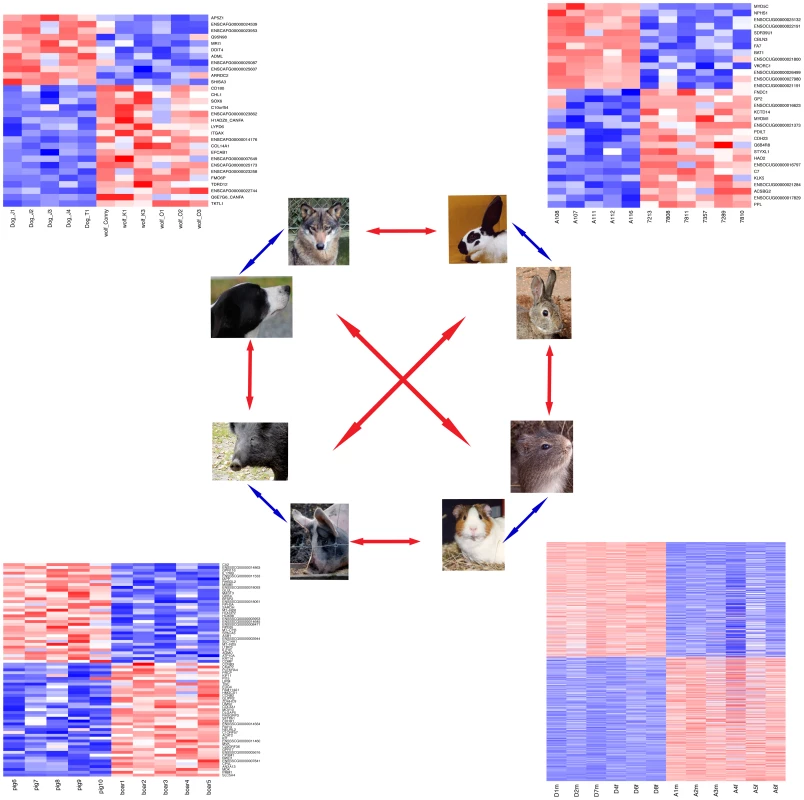 Gene expression in domesticated and wild animals.