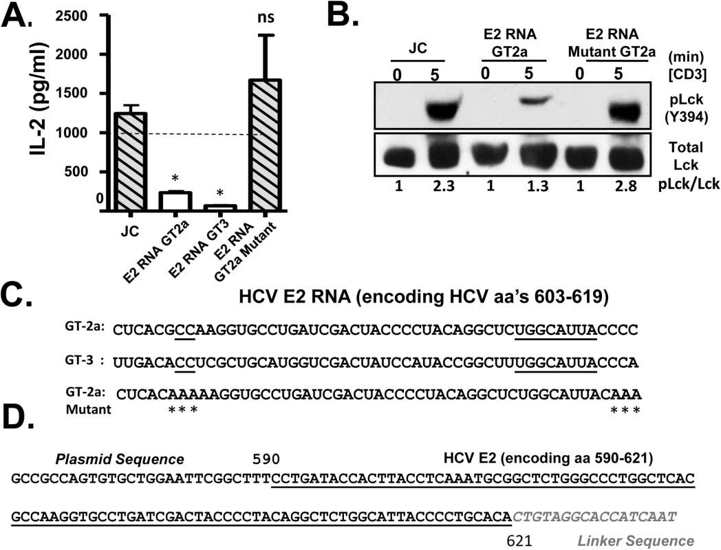 HCV envelope (E2) coding RNA is sufficient to inhibit proximal T cell receptor (TCR) signaling.