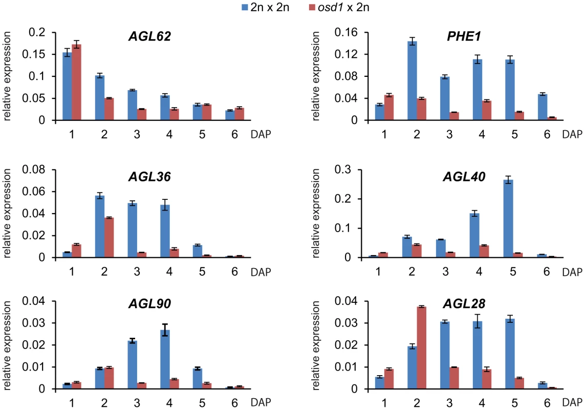 Expression of <i>AGL</i> MADS Box Genes Is Decreased in <i>osd1</i>×2n Crosses.