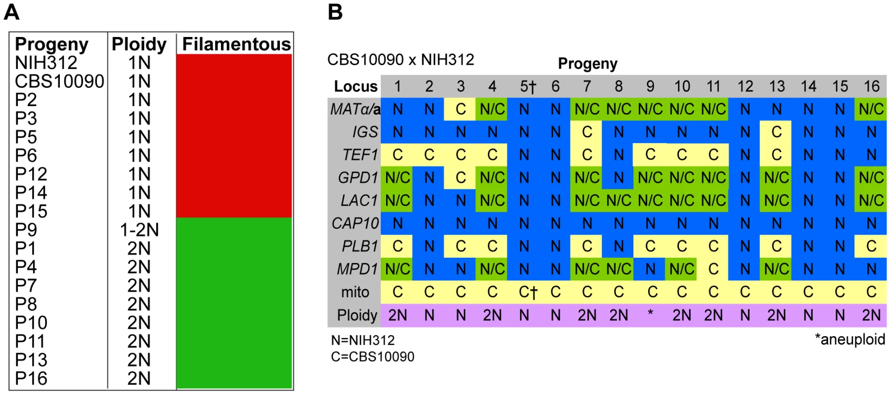 Molecular characterisation of progeny from outgroup cross CBS10090 x NIH312.