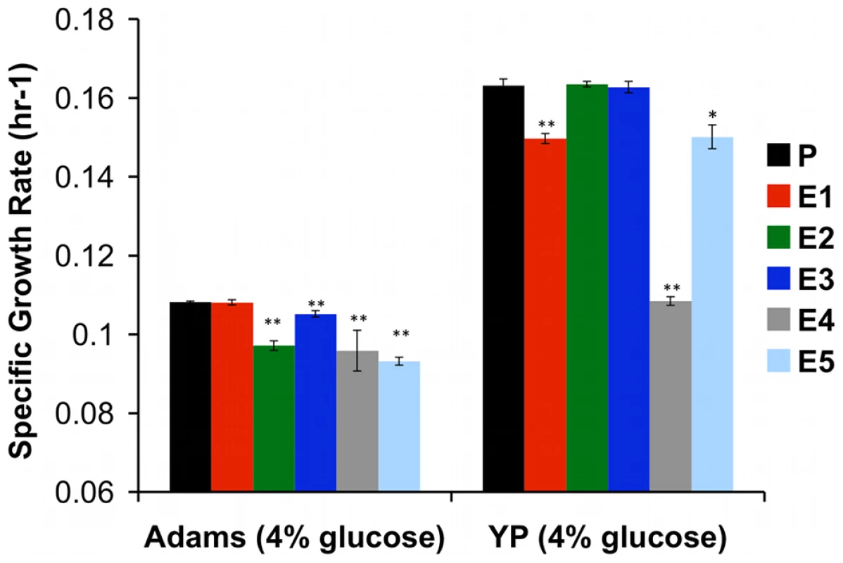 Specific Growth Rate of Evolved Clones Is Decreased in Glucose-Rich Environment.