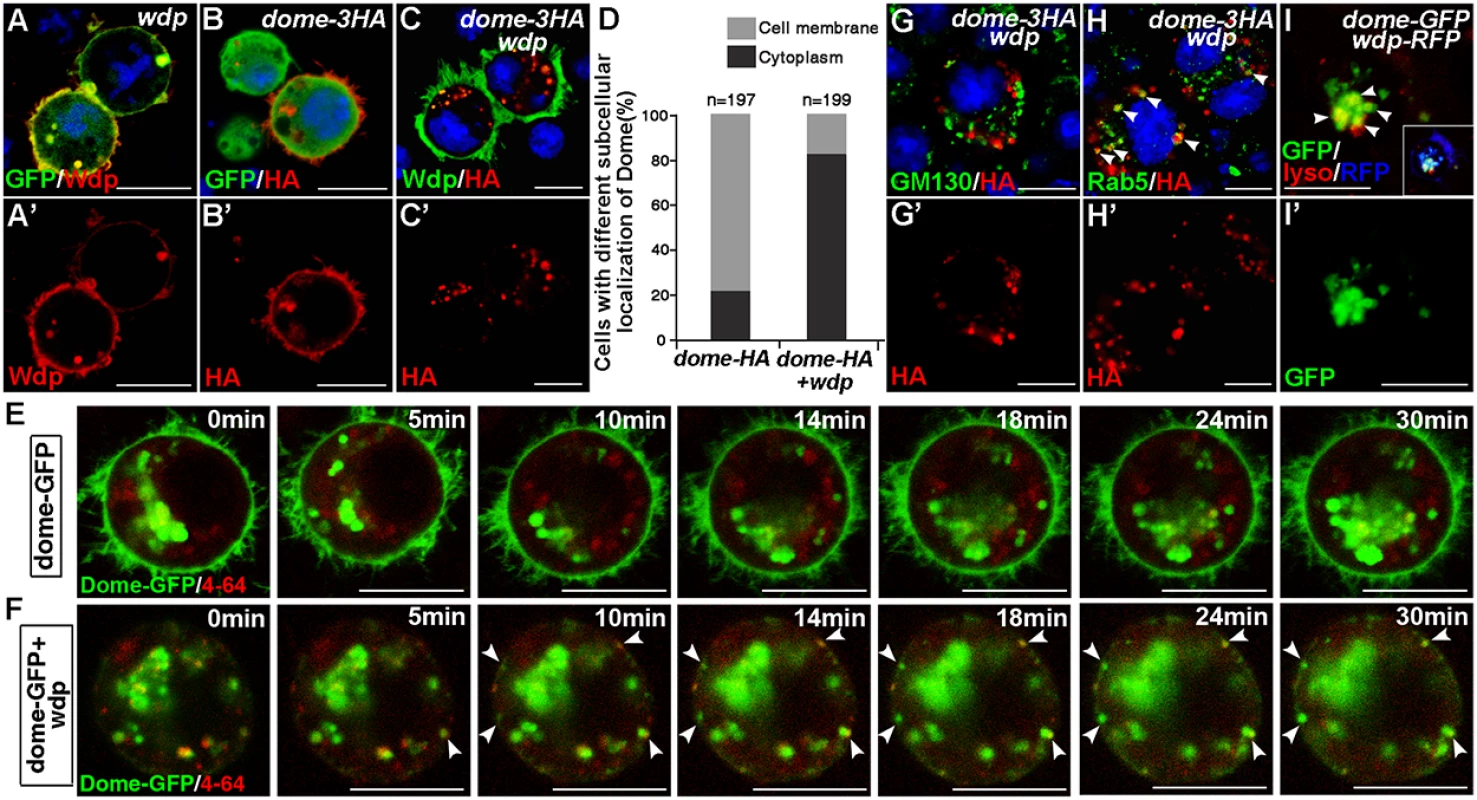 Wdp expression promotes Dome endocytosis and alters its subcellular localization in S2 cells.