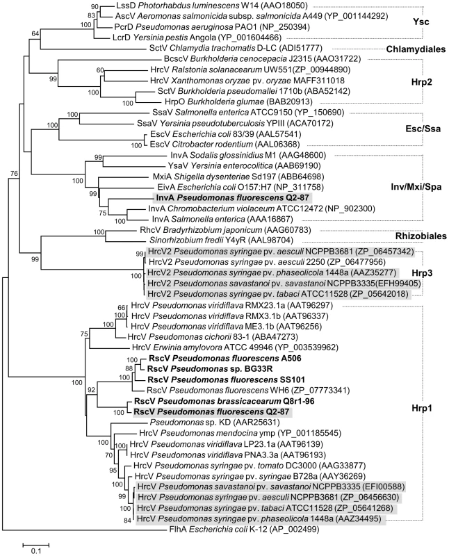 Neighbor-joining phylogeny inferred from aligned amino acid sequences of Hrc(Rsc)V proteins.