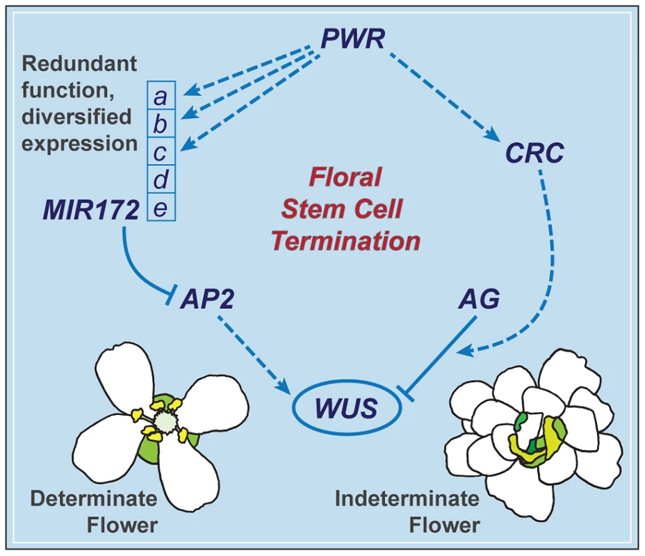 A summary of the floral determinacy gene network highlighting the function of <i>PWR</i>.