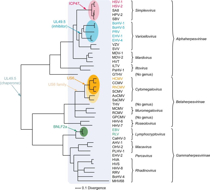 Phylogenetic tree for selected members of the family Herpesviridae.