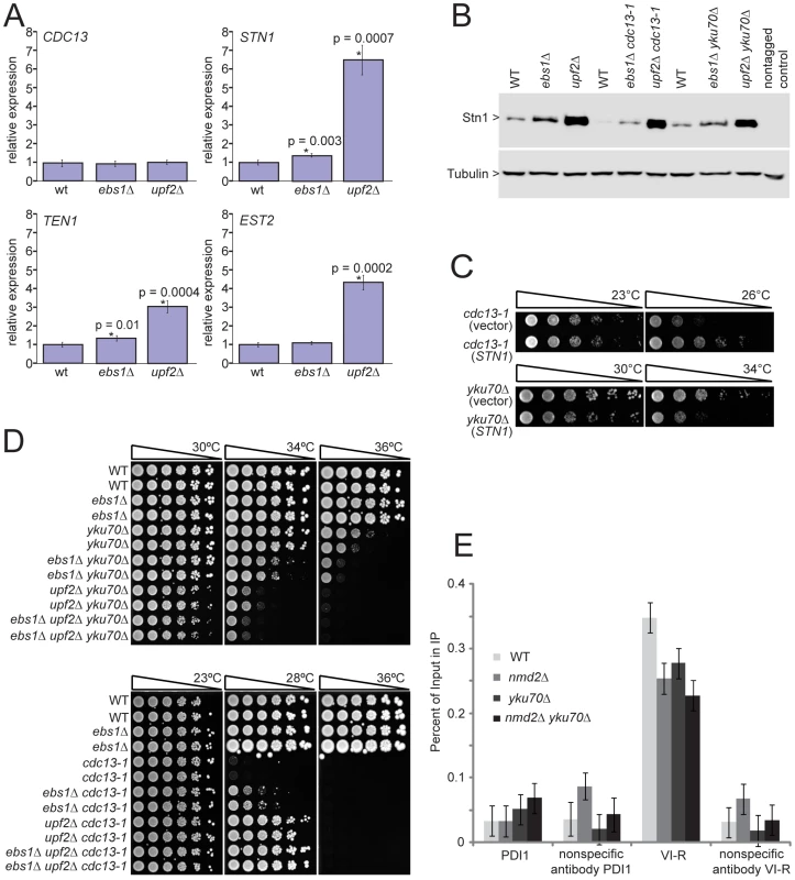 <i>UPF2</i> influences telomere capping through <i>STN1</i> and telomerase recruitment.