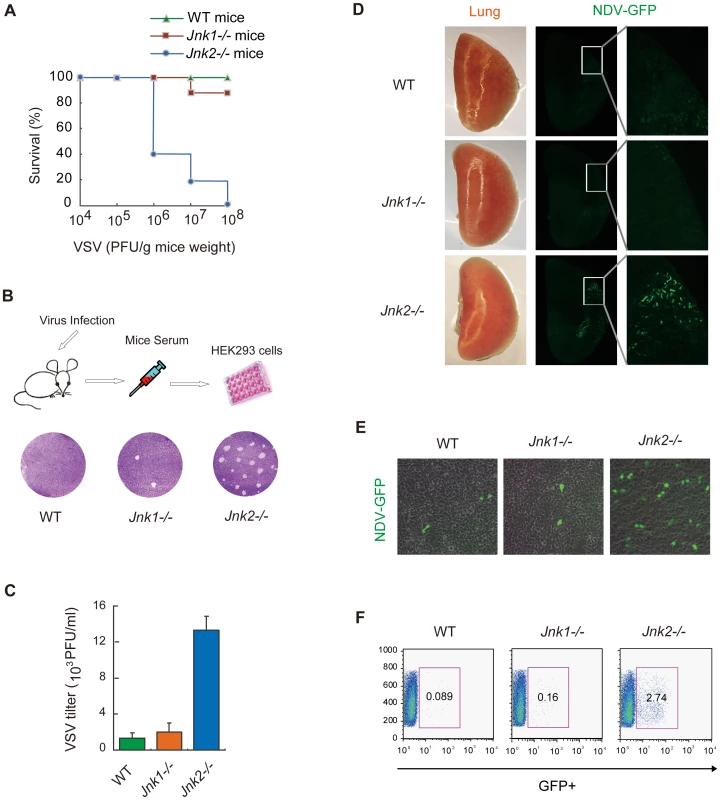 JNK2, but not JNK1, protects mice against viral infection <i>in vivo</i>.