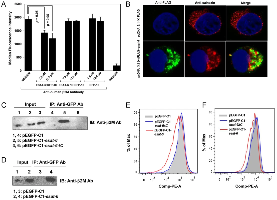 Exogenous addition of ESAT-6:CFP-10 complex or transient expression of ESAT-6 downregulates expression of surface β2M.