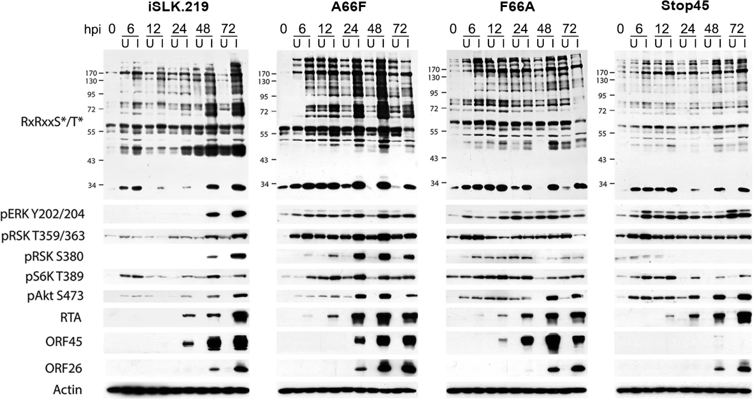 The increased phosphorylation of putative RSK substrates induced by KSHV lytic reactivation is dramatically reduced by ORF45 mutation or deletion.