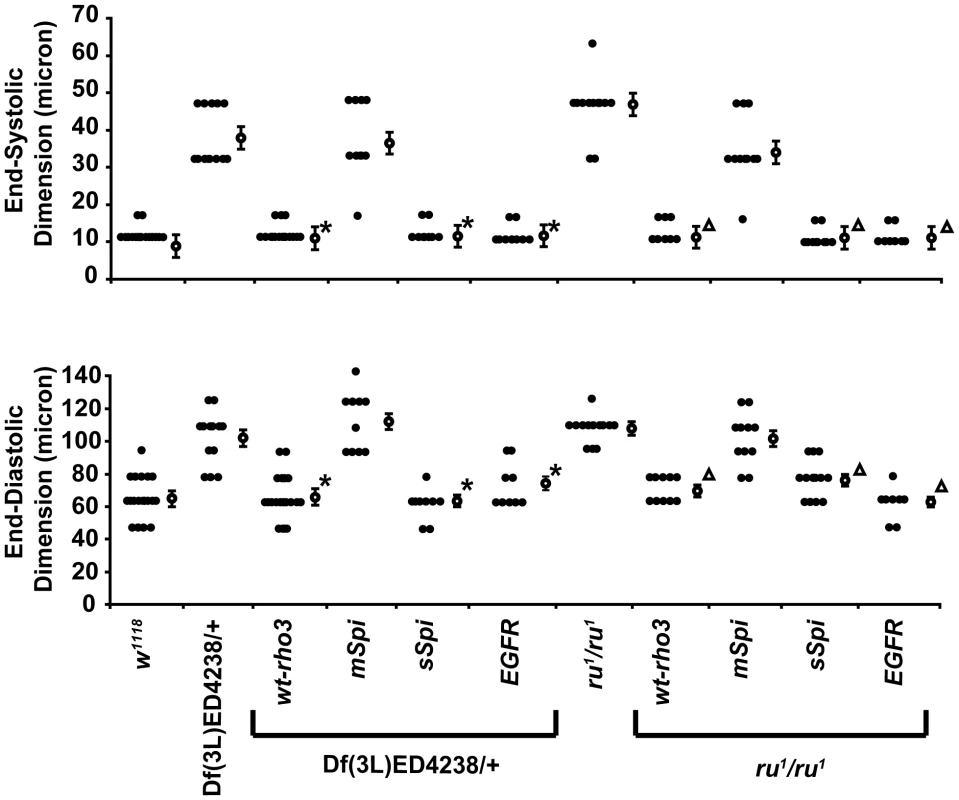 Cardiac expression of wt-rho3, soluble Spitz, or EGFR rescues the abnormal cardiac phenotype in <i>Df(3L)ED4238</i>/+ or homozygous <i>ru<sup>1</sup></i> mutants.