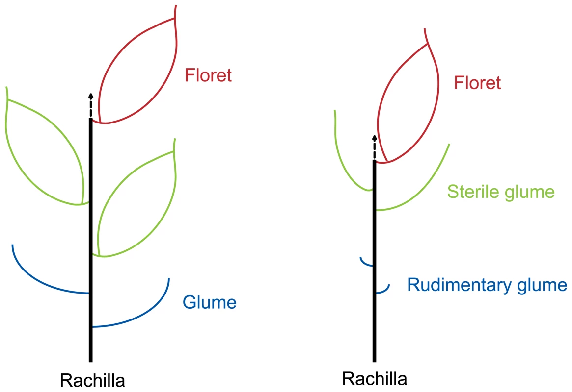 Diagrammatic representation of the spikelets of typical grass with three florets (left) and rice (right).