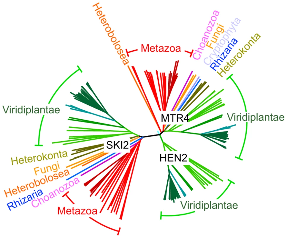 HEN2 proteins are restricted to the green lineage.