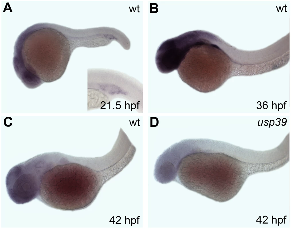 Whole-mount <i>in situ</i> hybridization analysis of the zebrafish <i>usp39</i> expression pattern.