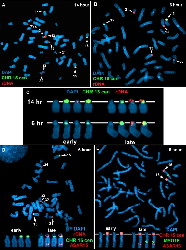 Coordinated random asynchronous replication on chromosome 15.