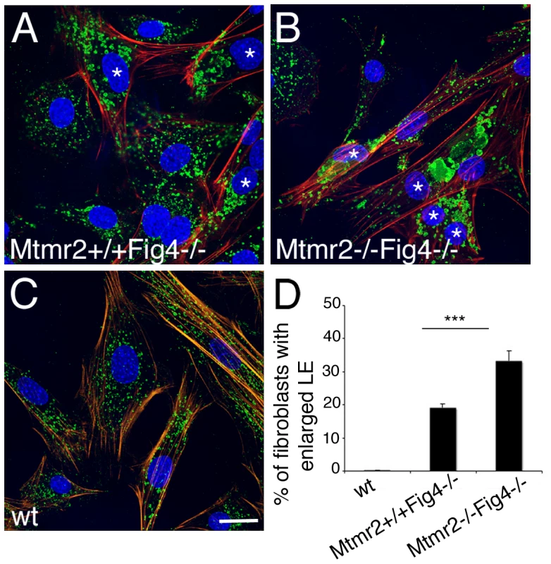 Enlarged late endosomal compartment in primary fibroblasts from <i>Mtmr2</i>+/+<i>Fig4</i>−/− and <i>Mtmr2</i>−/−<i>Fig4</i>−/− mutant mice.