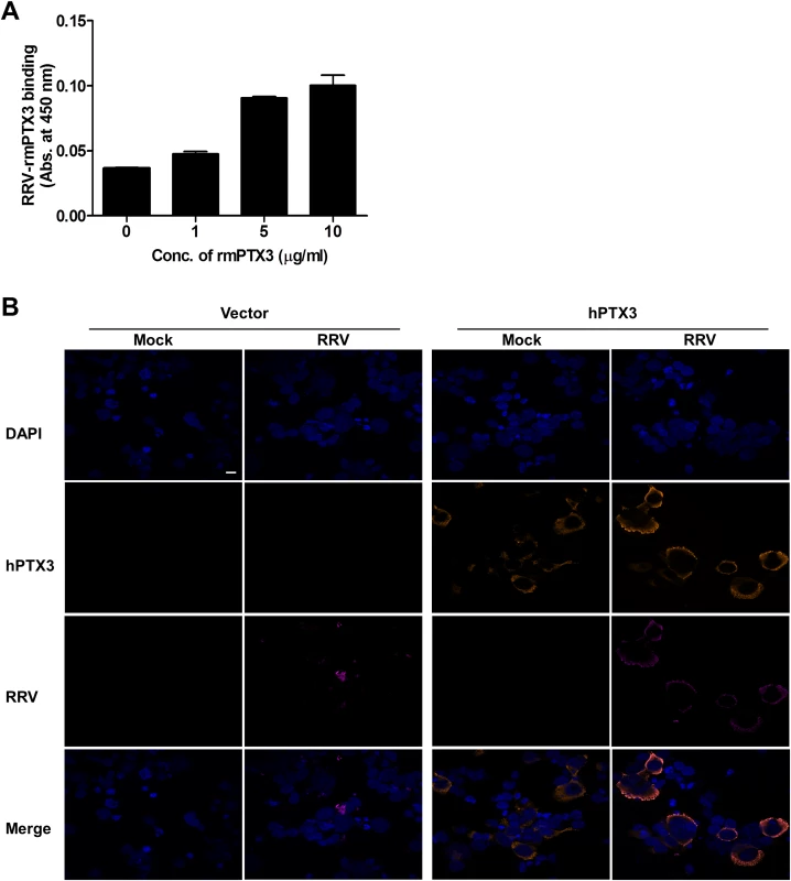 PTX3 binds to RRV and colocalizes in the cytoplasm during infection.