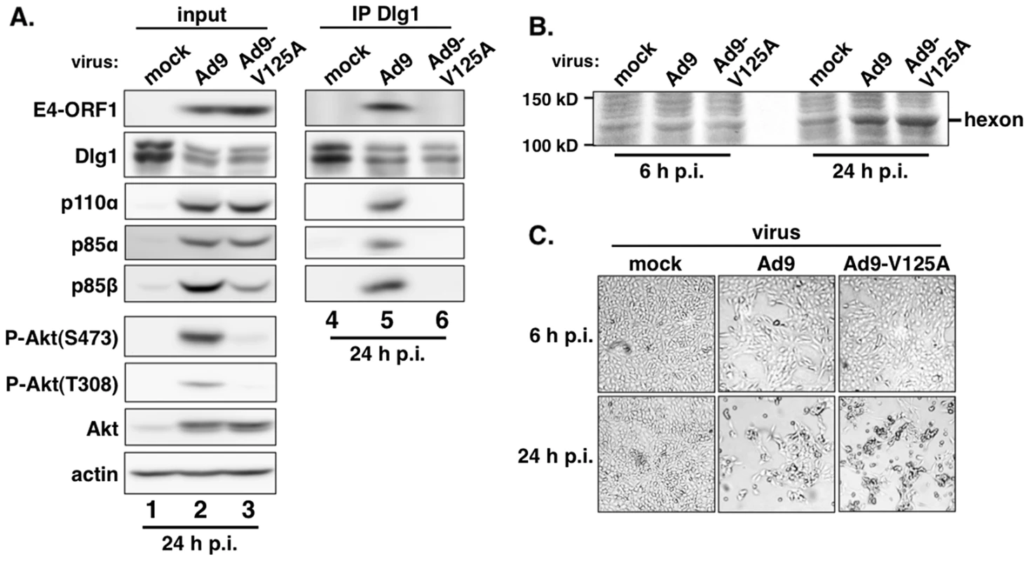 E4-ORF1 also assembles the ternary complex in adenovirus-infected cells.