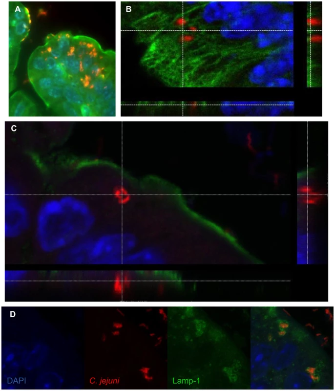 Immunofluorescent staining of intracellular <i>C. jejuni in vivo</i>.