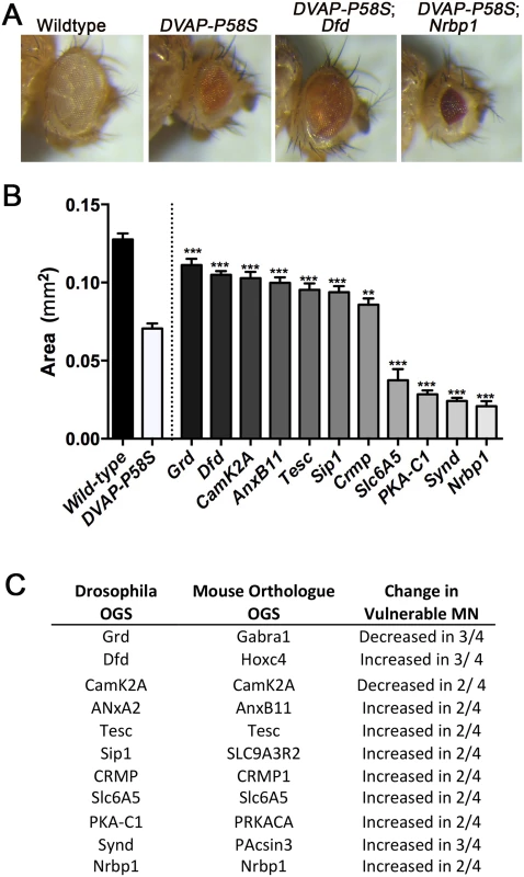 In vivo validation of transcripts in a <i>Drosophila</i> model of ALS8.