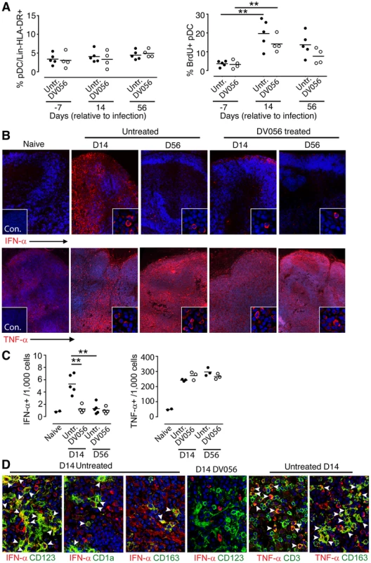 TLR7 and TLR9 antagonist blocks transient IFN-α production by pDC in lymph nodes without suppressing recruitment.