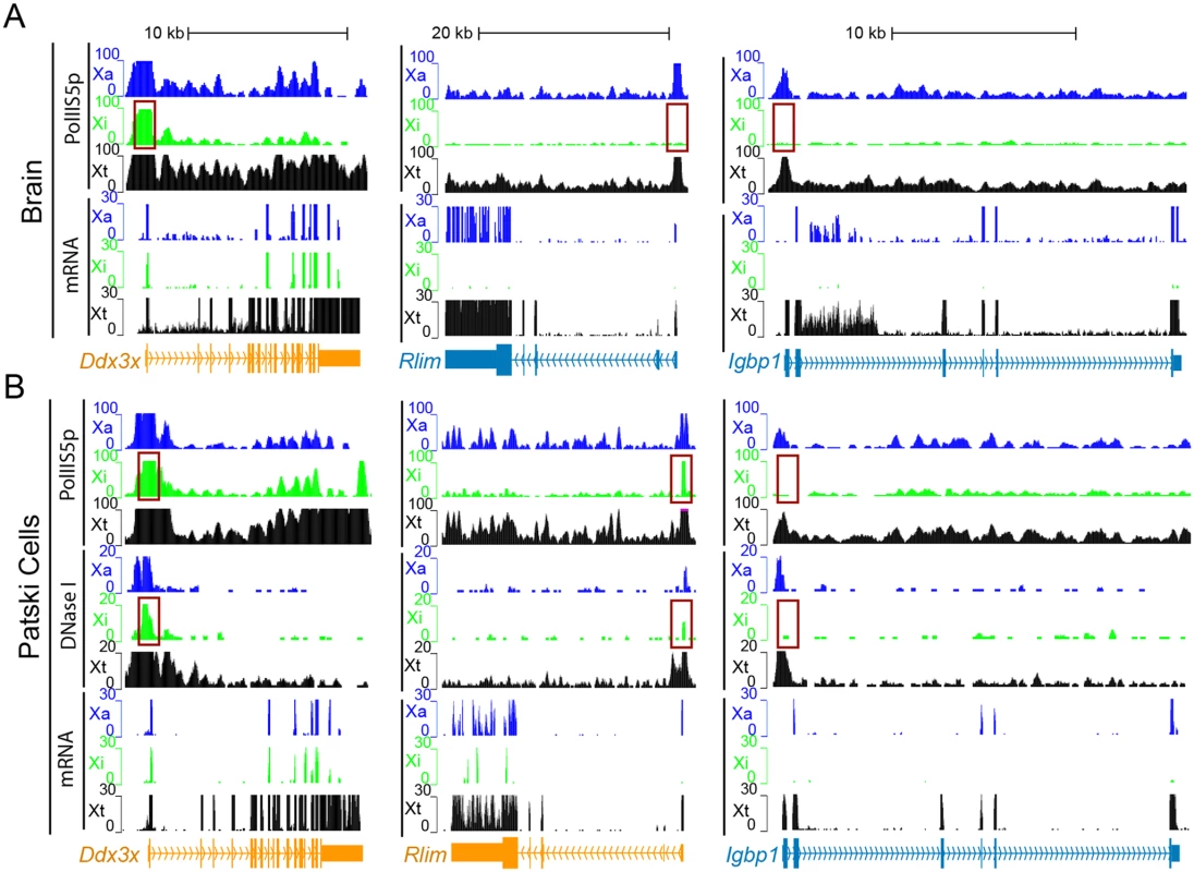 Enrichment in PolII-S5p and DNase I hypersensitivity on the Xi allele at escape genes.