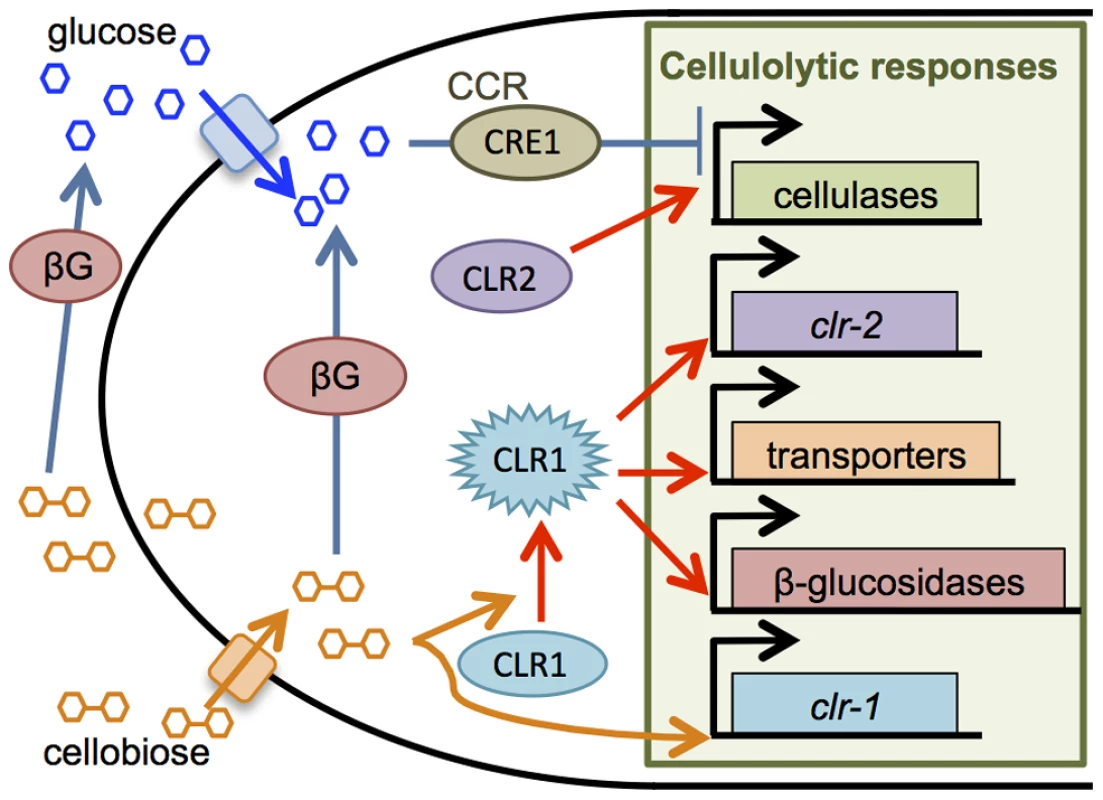 Cellulase production in <i>N. crassa</i> is regulated by cellobiose induction and CCR.